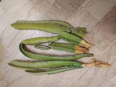 dragon plant