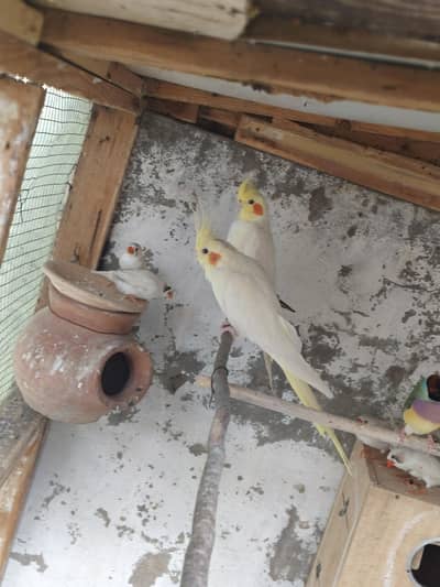 cocktail breader pair split to Eno and ready to breed