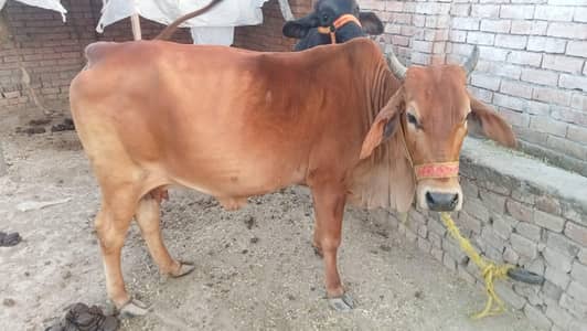 Desi Sahiwal Cross Cow گبھن گائے