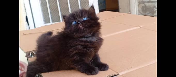 pure pershion tripple coated semi punch face beautiful black kitten