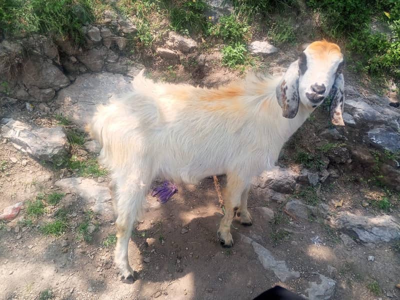 bakra 0