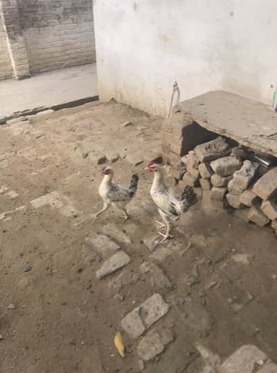 Desi phata