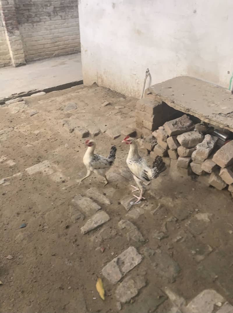 Desi phata 0