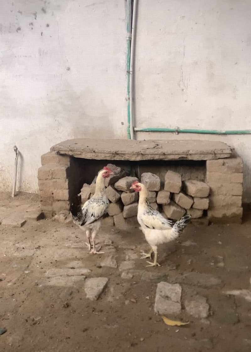 Desi phata 2