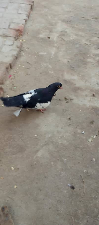 pigeon for sale