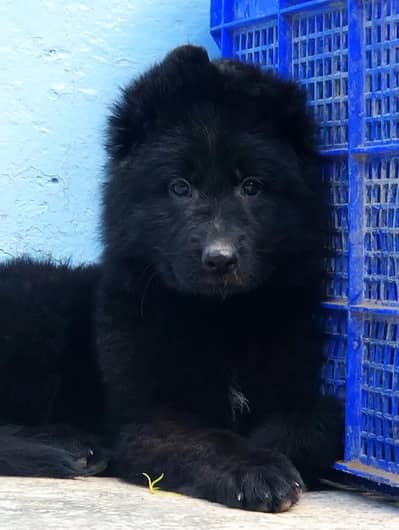 Black German shepherd pedigree female puppy