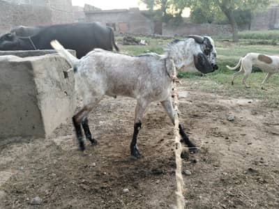 Bakra qurbani k lye