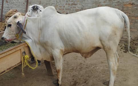 Dunda janwar