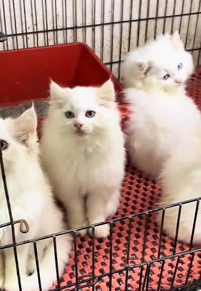 Persian cat triple kot,for sale,my WhatsApp 03481292582