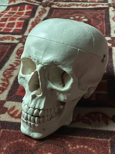 Medical skull