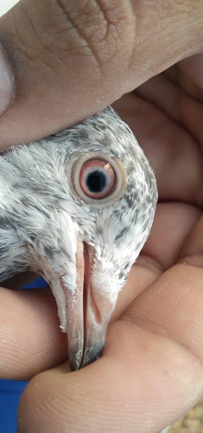 High Flyer baby Pigeons