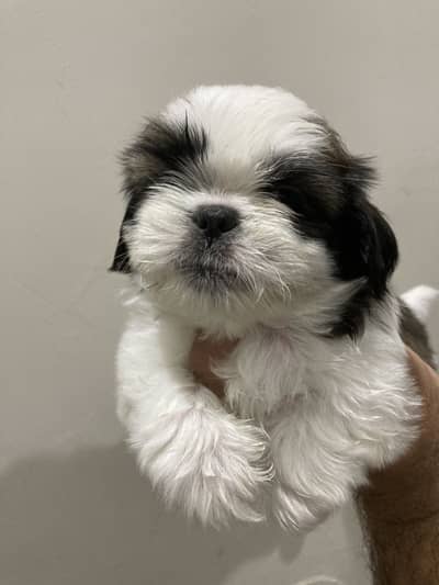 Shih Tzu Pups available