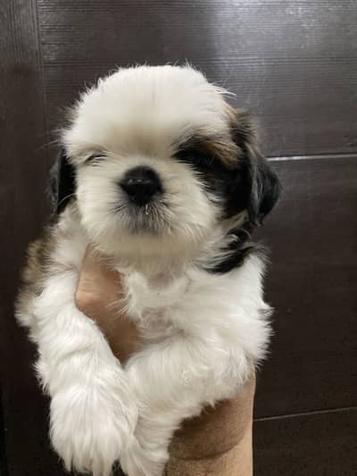 Shih Tzu Pups available