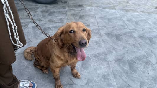 Golden retriever female