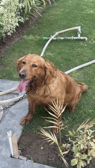 Golden retriever female