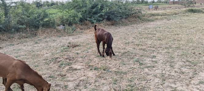 2 bakry for sale Sargodha