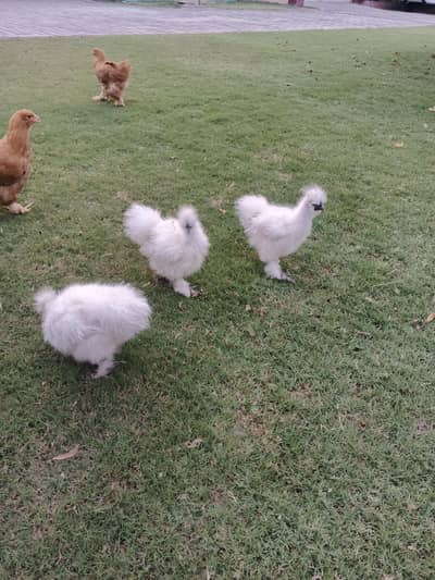silkie and heavy buff trio Set