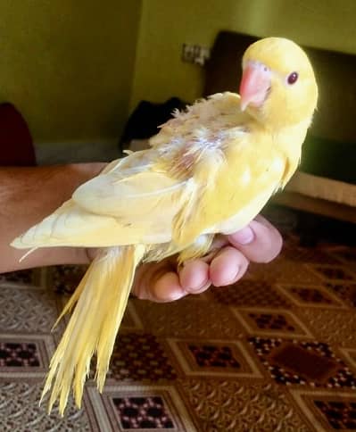 Yellow Ringneck Chick