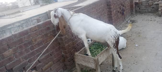 DESI Bakra. for EID