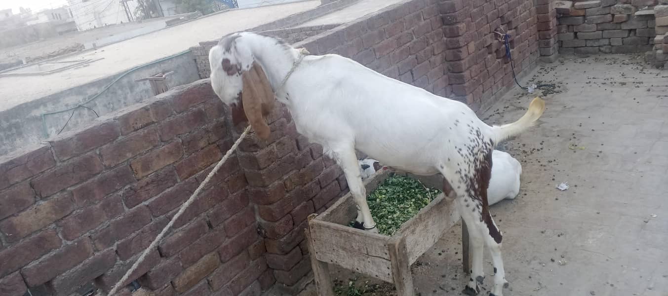 DESI Bakra. for EID 1