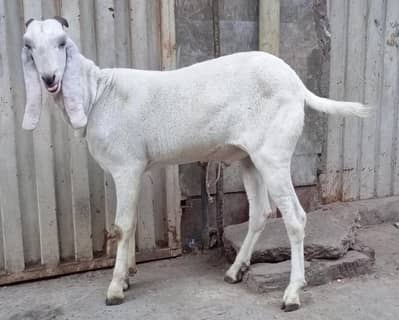 Beautiful Bakra 2 dant khasi bakra