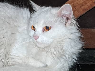 urgent sale Persian cats pair