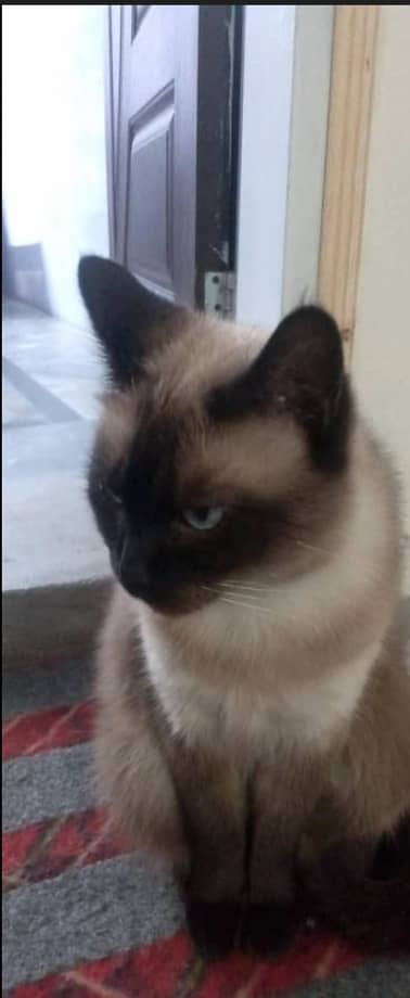 Thai Cat