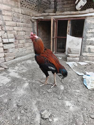 Aseel Murga for sale
