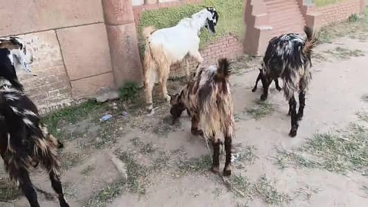 Healthy Live Goat (Bakra) for Sale