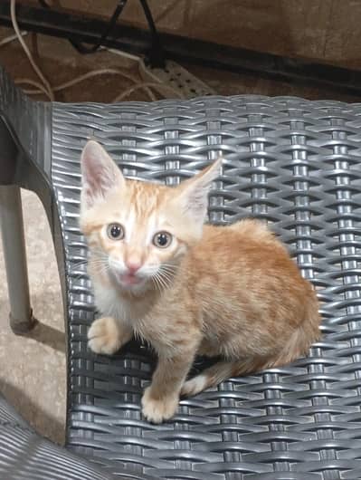 orange stray kitten for adoption