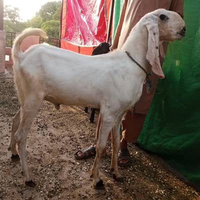 Bakra/Goat/Qubani k Liya Bakra/