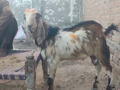 Bakra for sale, Eid Bakra, qurbani Bakra for sale, Goat for qurbani