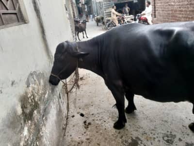Buffalo for sale