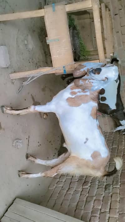 piuer dasi  bakra