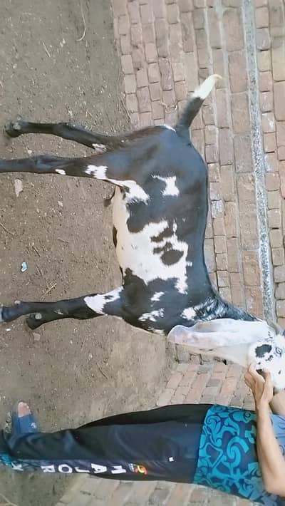 piuer dasi  bakra