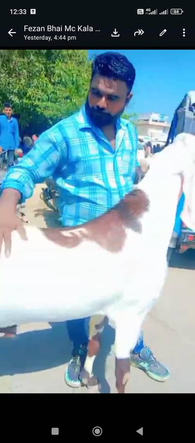 big bakra