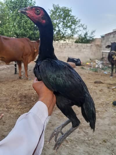 muski aseel pathi for sale
