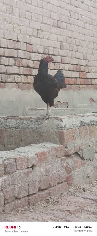 Desi murgi for sale
