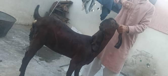nagri pahte female