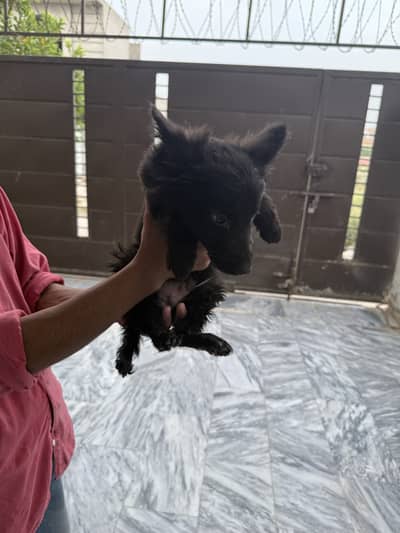 German Shepherd Puppies