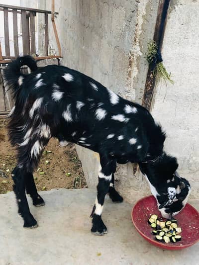black and white Goat healthy and active