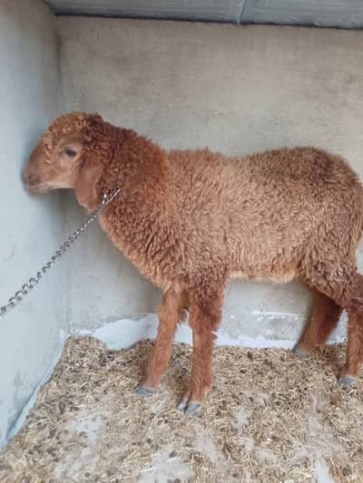 Khajla Sheep