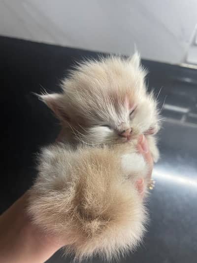 Persian Cat for Sale – Healthy & Playful