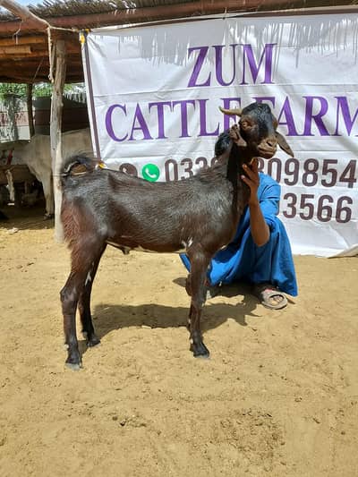 2 Dant khasi Bakra for Qurbani 2026