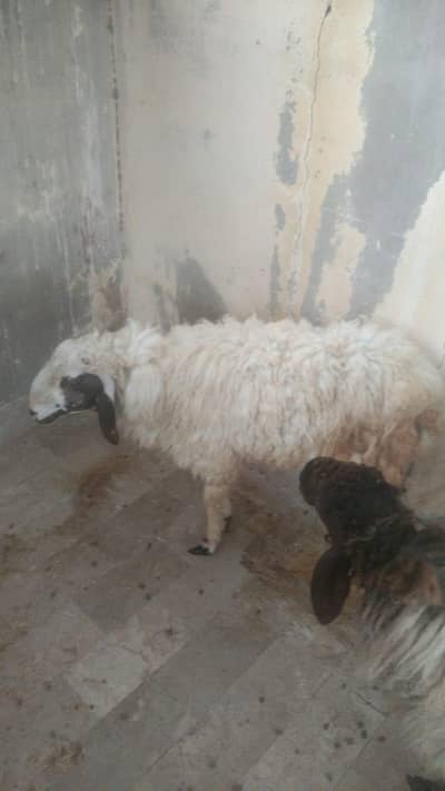 2 dumba 4sell hay qurbani Kay ley