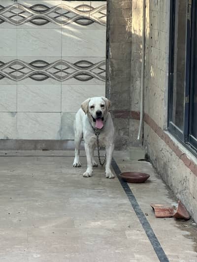 Labrador male available for stud