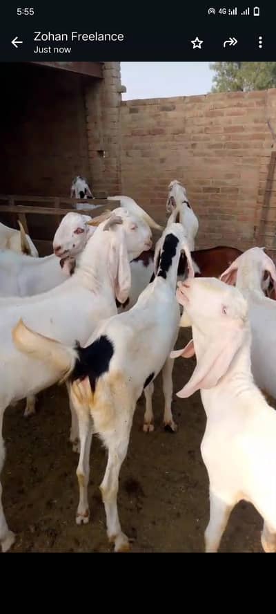 Goat for Sale Multan