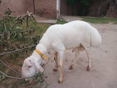 Dumba for sale age 14 months