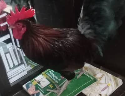 Pair of hens for sale