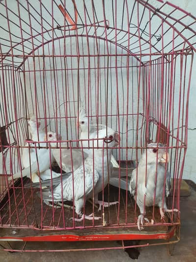 Fallow Cockatiels Pathey
